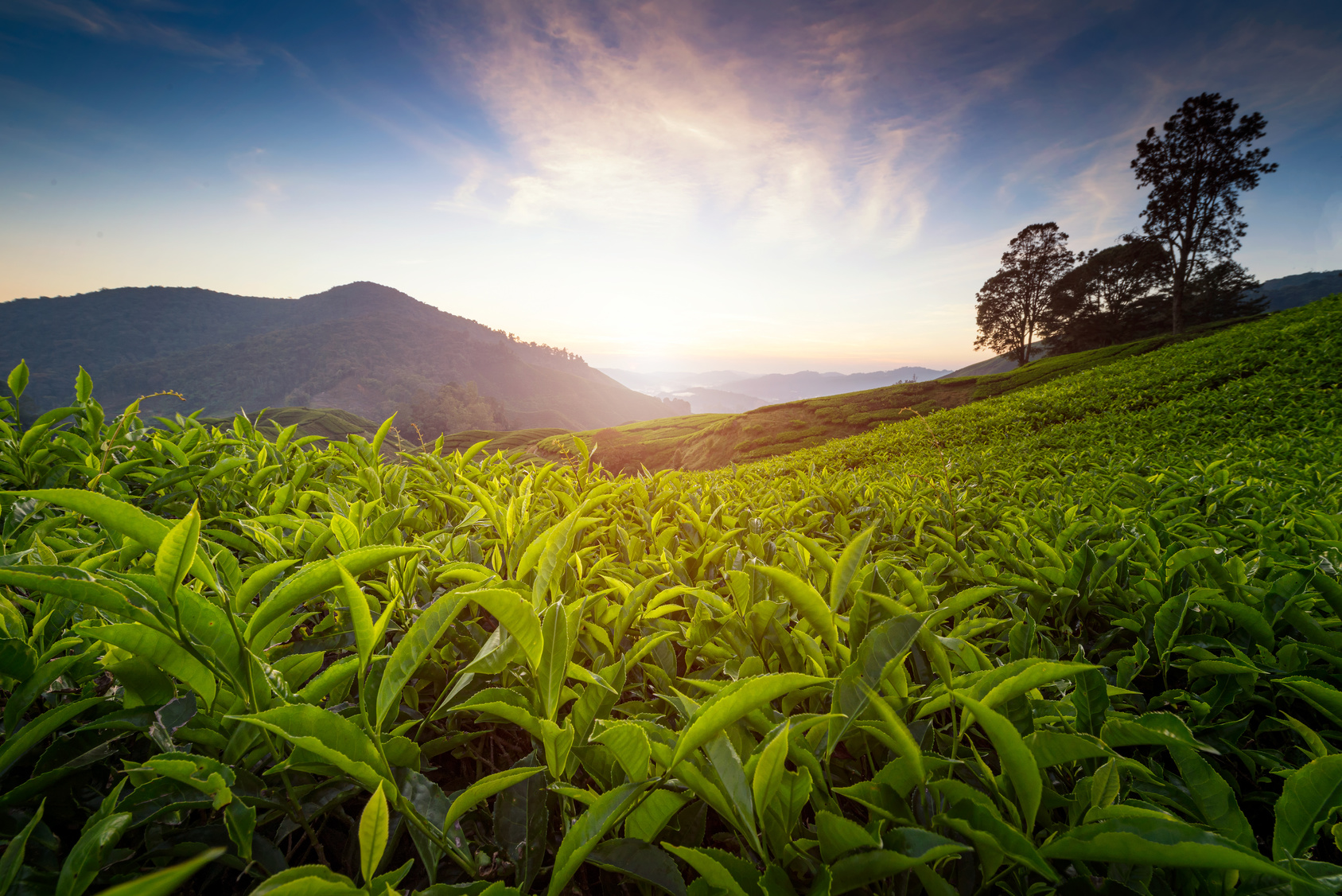 Tea plantation in Cameron highlands, Malaysia