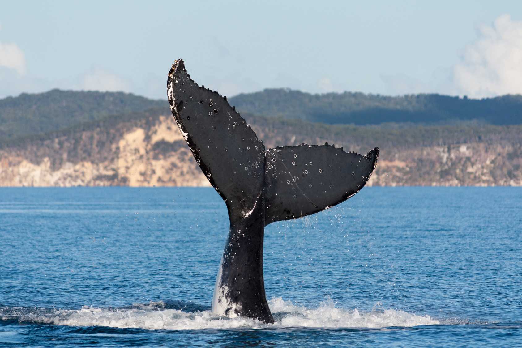 Humpback whale tail in Hervey Bay, Queensland, Australia