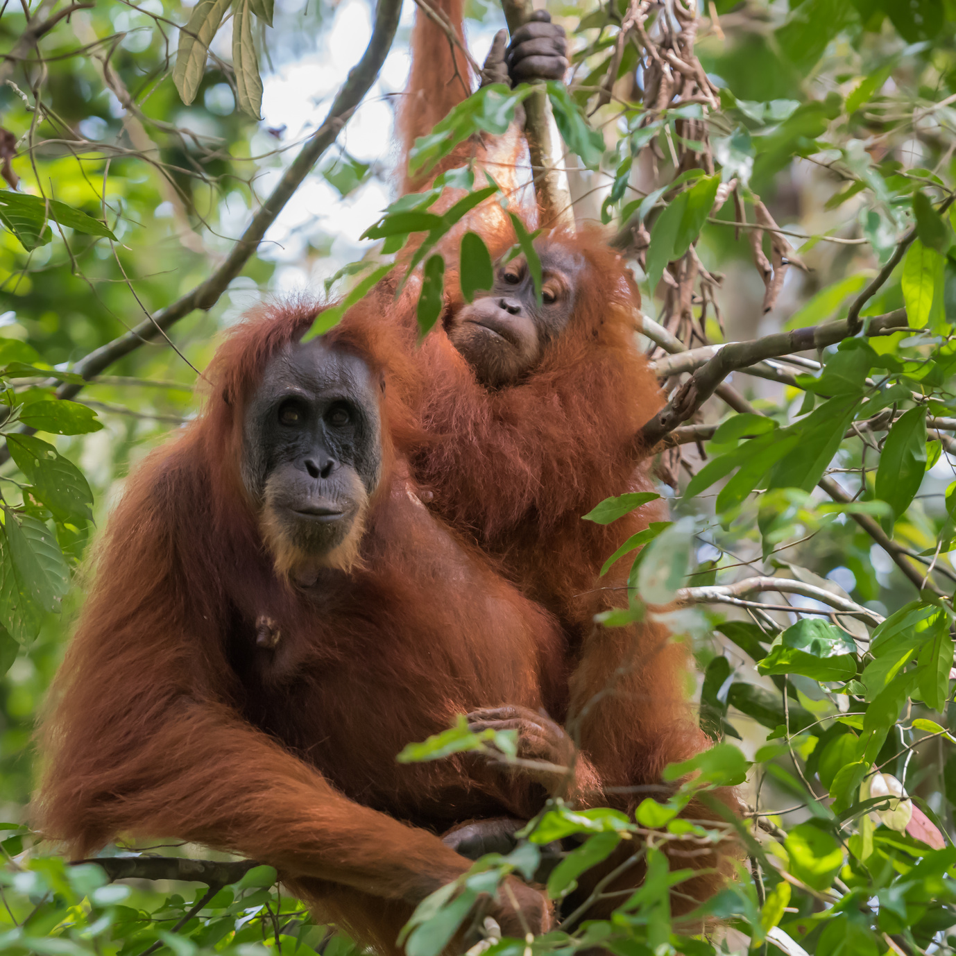 orangutan sumatra