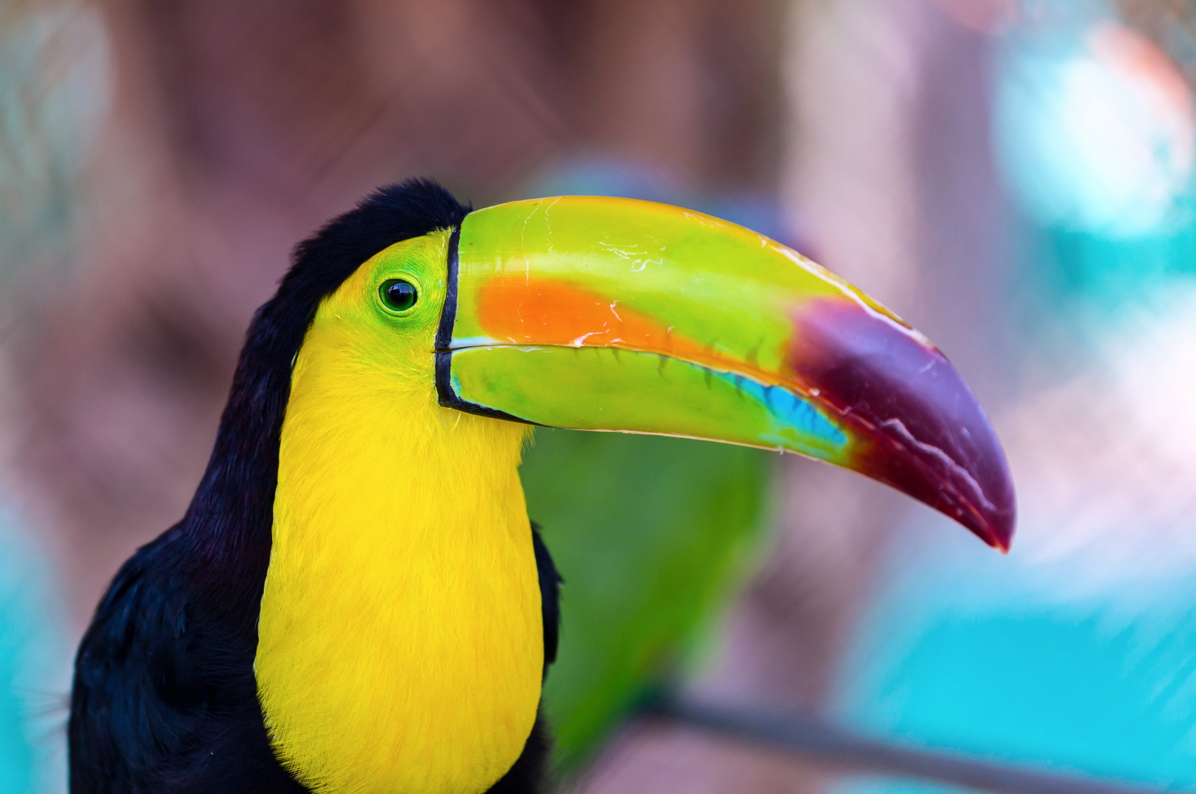 toucan