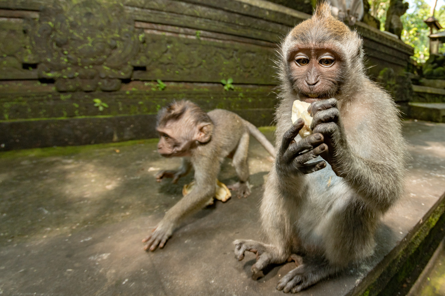 Indonesia macaque monkey ape close up portrait looking at you while eating