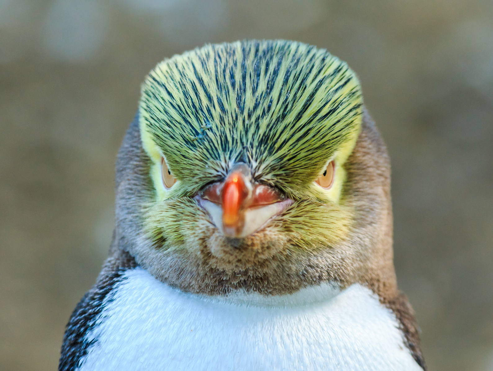 Yellow-eyed Penguin