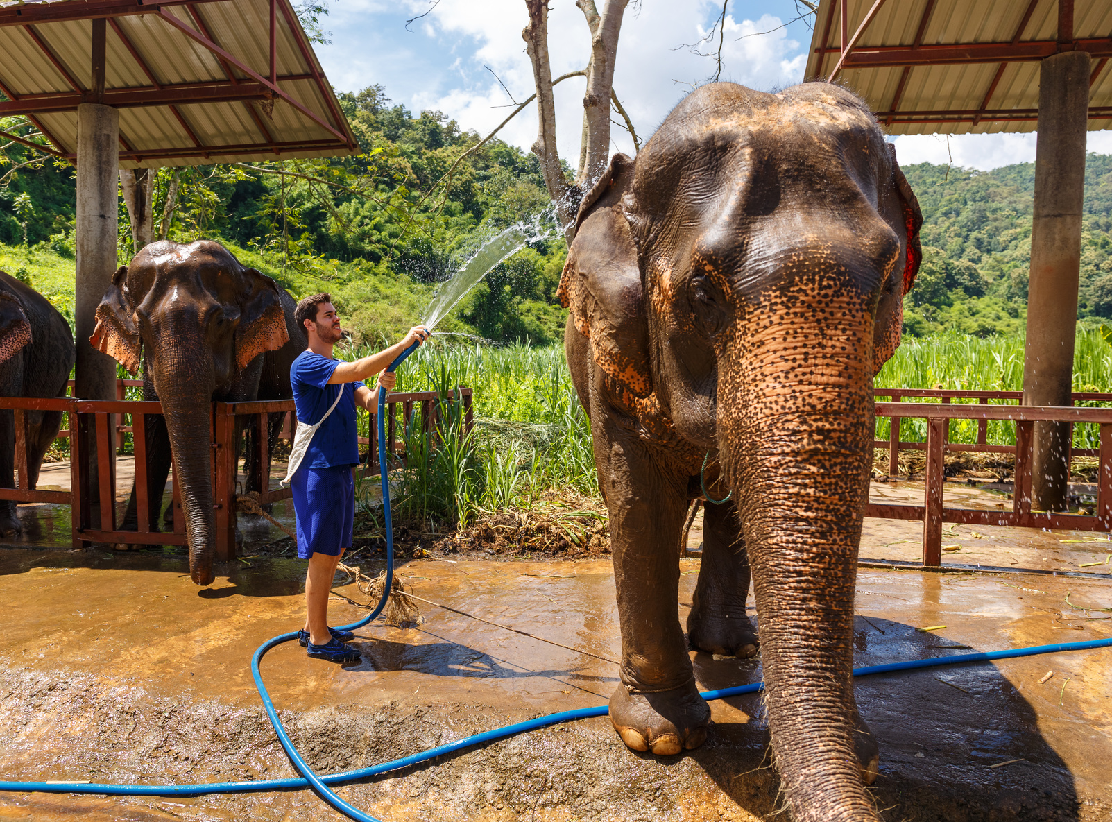 man washing elephant