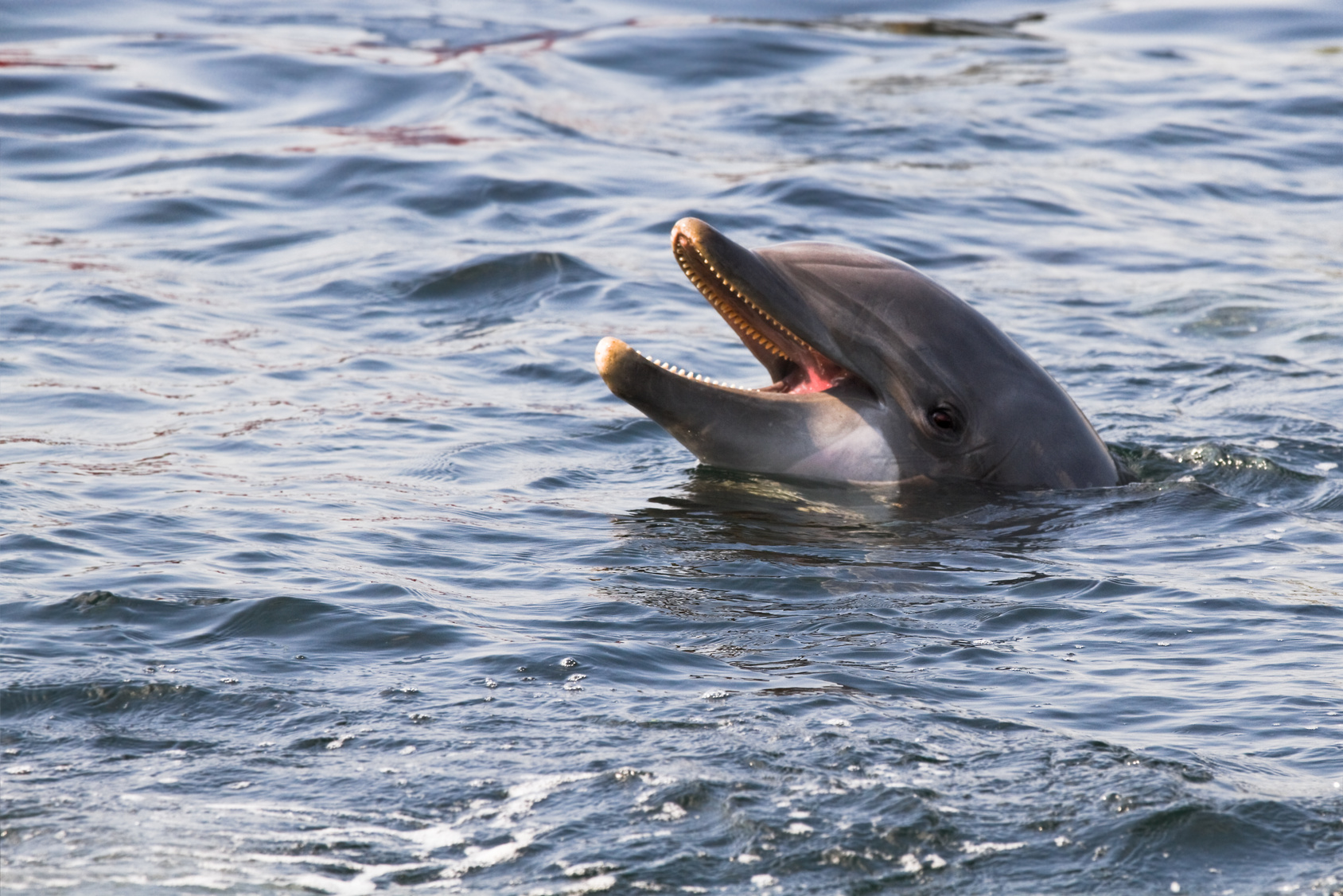 Bottlenose dolphin or Tursiops truncatus looking up