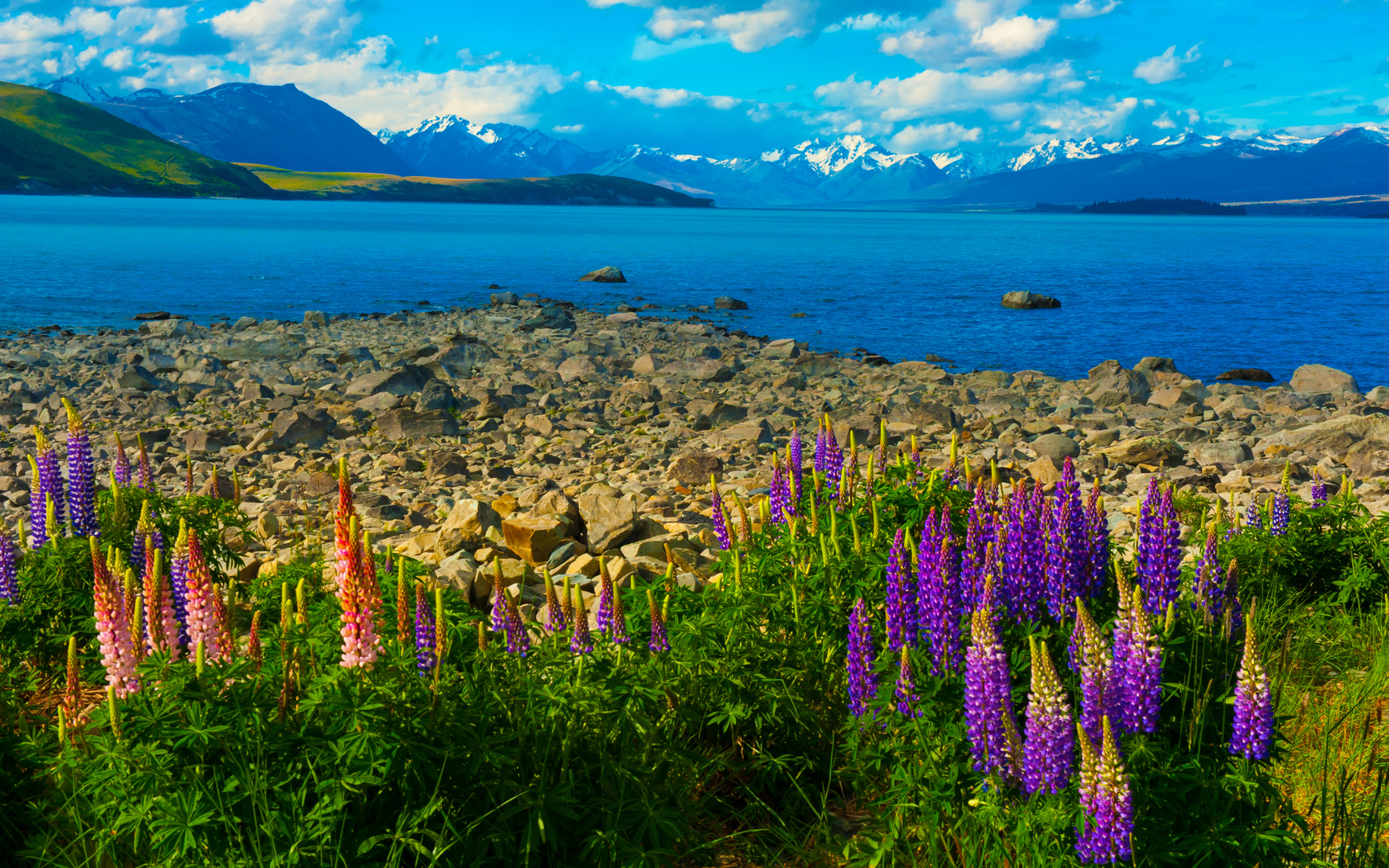 Beautiful incredibly blue lake Tekapo with blooming lupins on the shore and mountains, Southern Alps, on the 