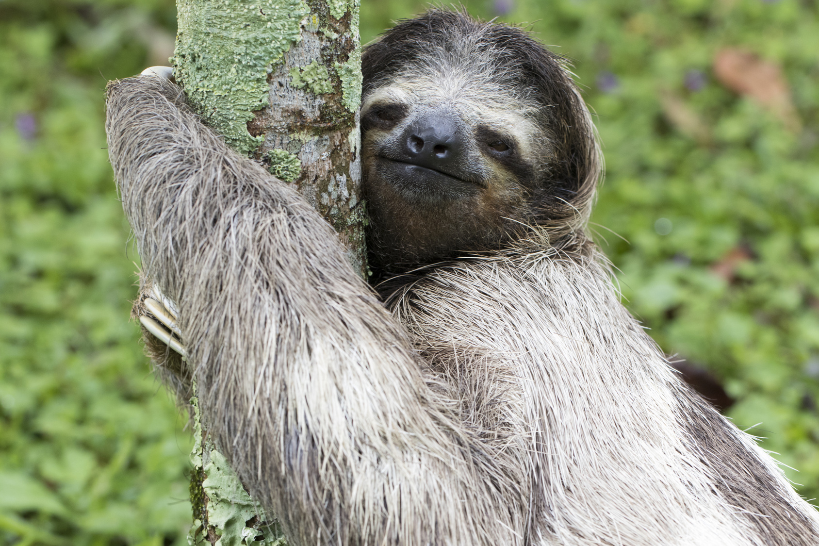 sloth