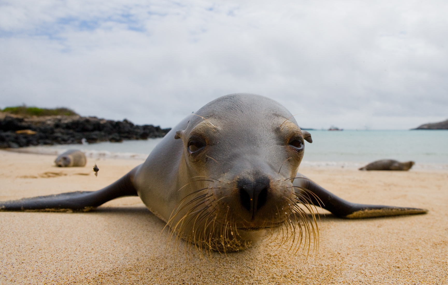 sea lion galapagos