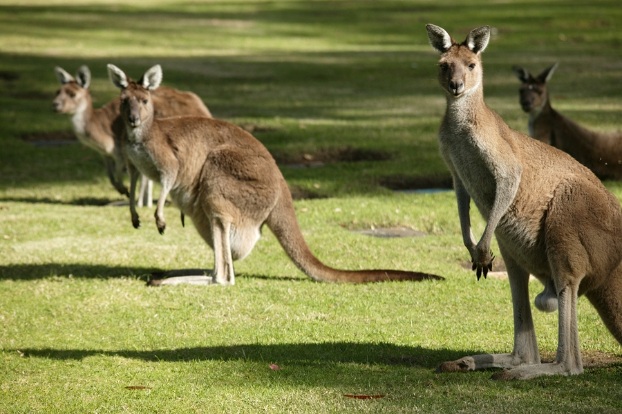 Australian Western Grey Kangaroos in open bushland