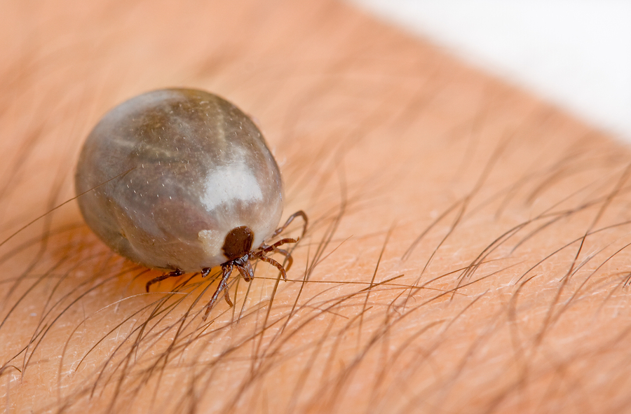 tick feeding